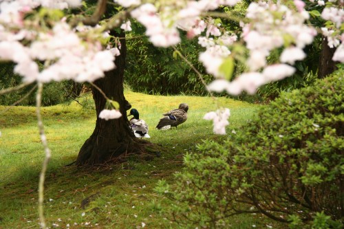 Ducks at the Japanese Tea Garden