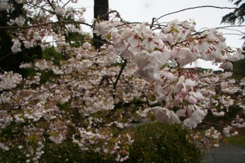 Japanese Tea Garden Tree Close up